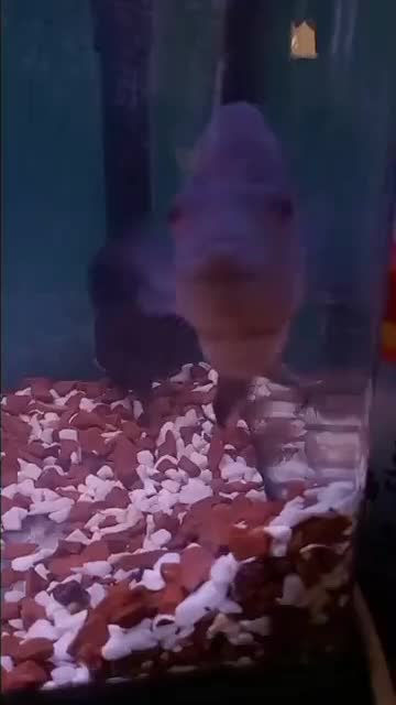 دوعدد ماهی فلاور ماده|ماهی|ارومیه, |دیوار