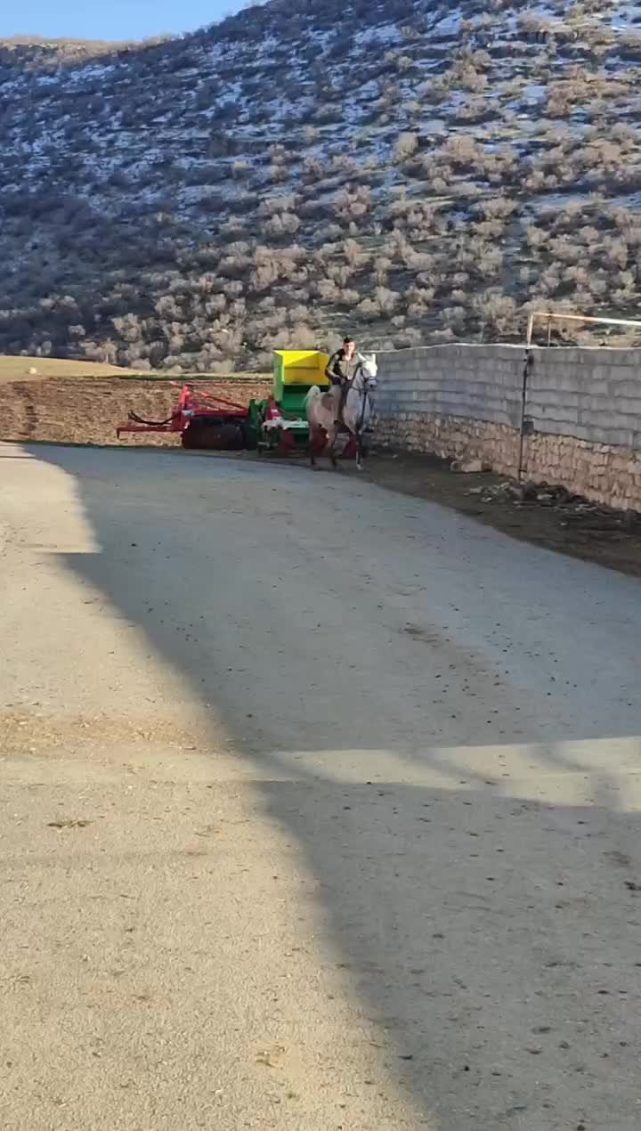 مادیان شناسنامه دار|اسب و تجهیزات اسبسواری|اسلامآباد غرب, |دیوار