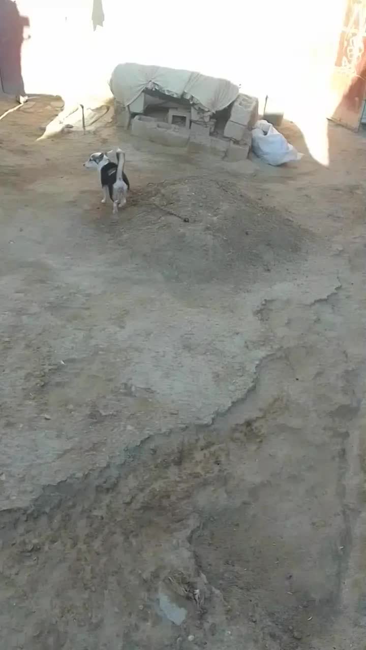 توله پا کوتاه (ماده) و جفت کبوتر|سگ|زهک, |دیوار