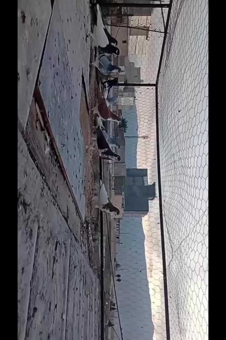 تعدادی کفتر|پرنده|کازرون, |دیوار