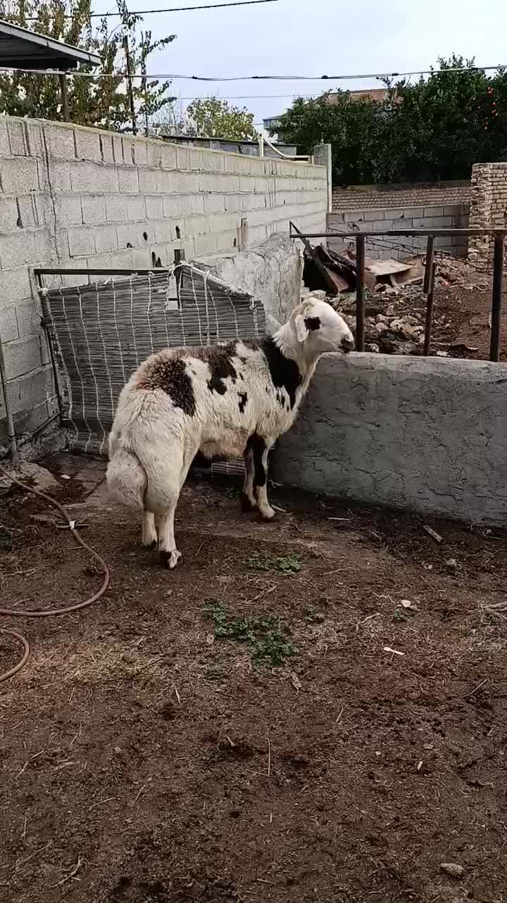 قوچ پلنگی دوساله به شرط راندن|حیوانات مزرعه|سیمین شهر, |دیوار