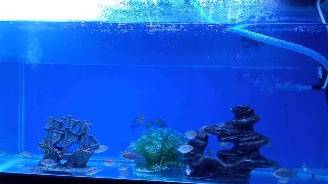 بچه ماهی فلاور|ماهی|نمین, |دیوار