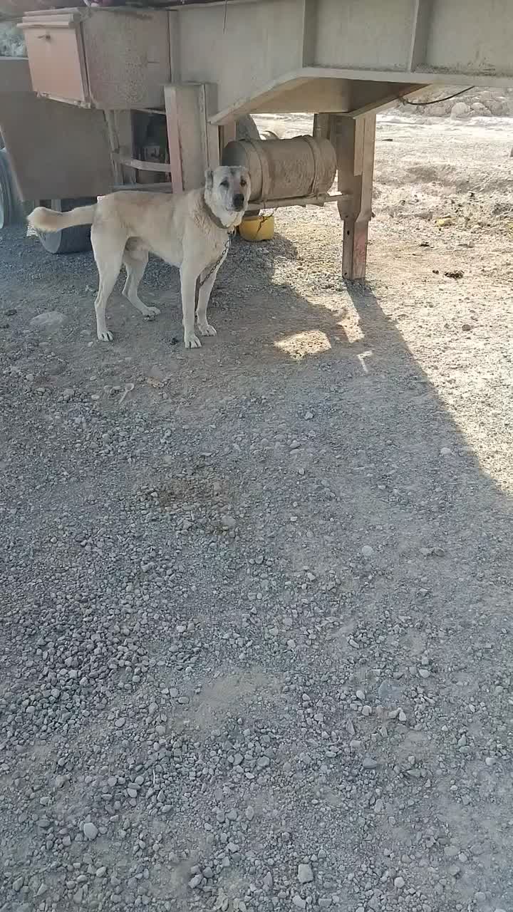 سگ هیکل سرابی|سگ|مشهد, بهمن|دیوار