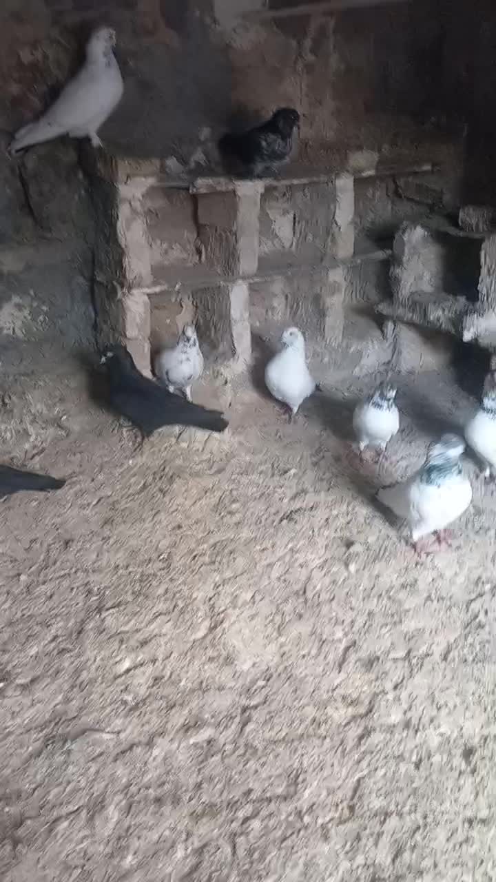 کفتر|پرنده|درب گنبد, |دیوار