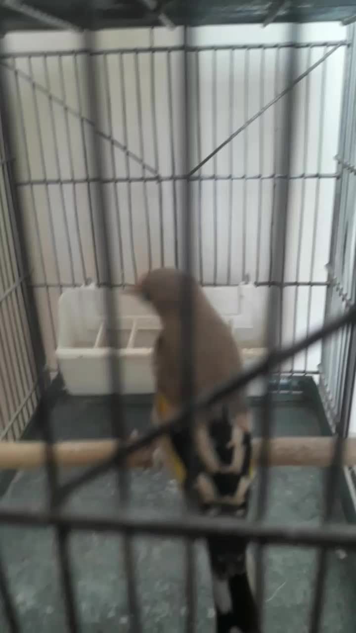 سهره کرمانی ماده|پرنده|پردیس, فاز ۹|دیوار