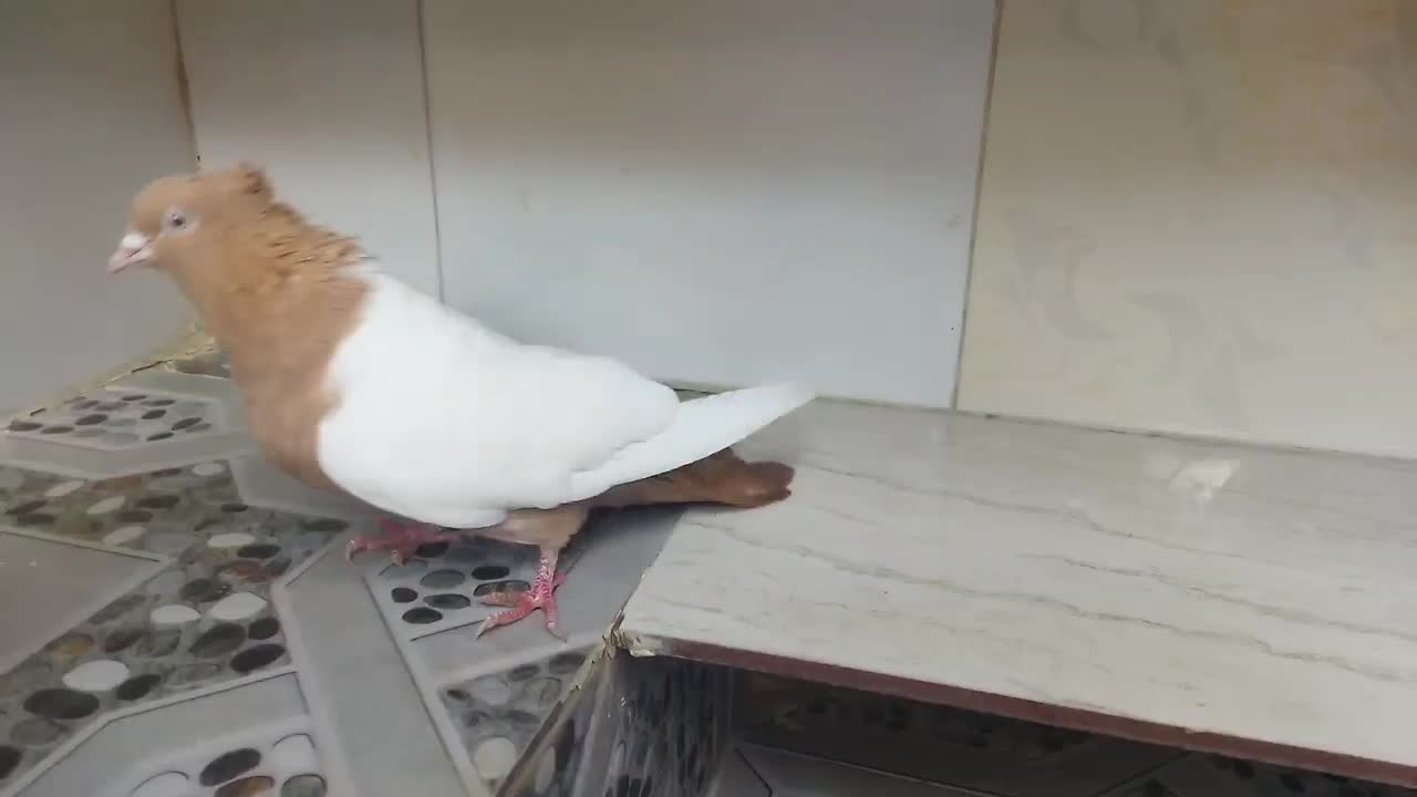 سینه ماده|پرنده|آشخانه, |دیوار