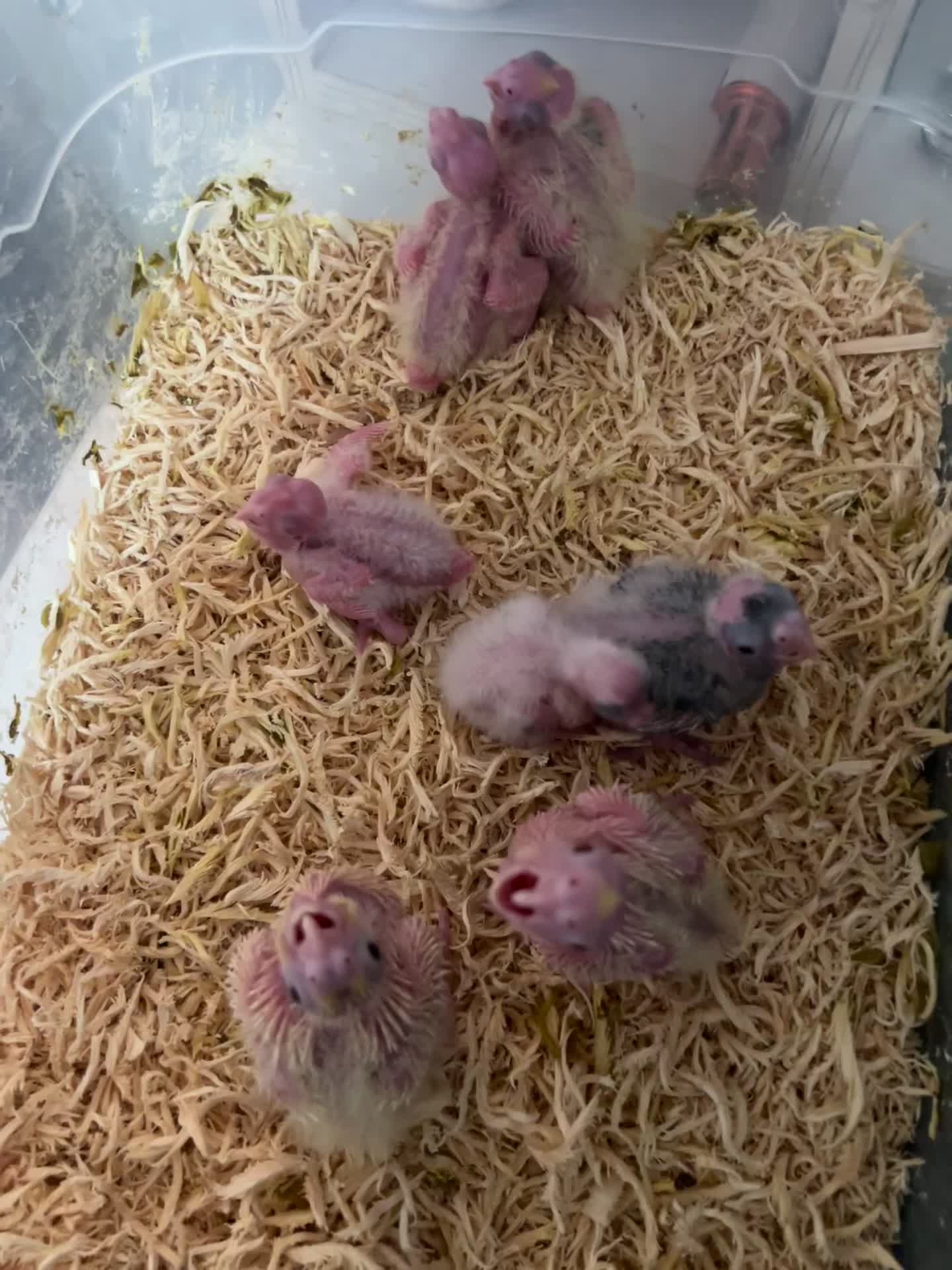 جوجه عروس هلندی سرلاکی|پرنده|رشت, حافظ آباد|دیوار