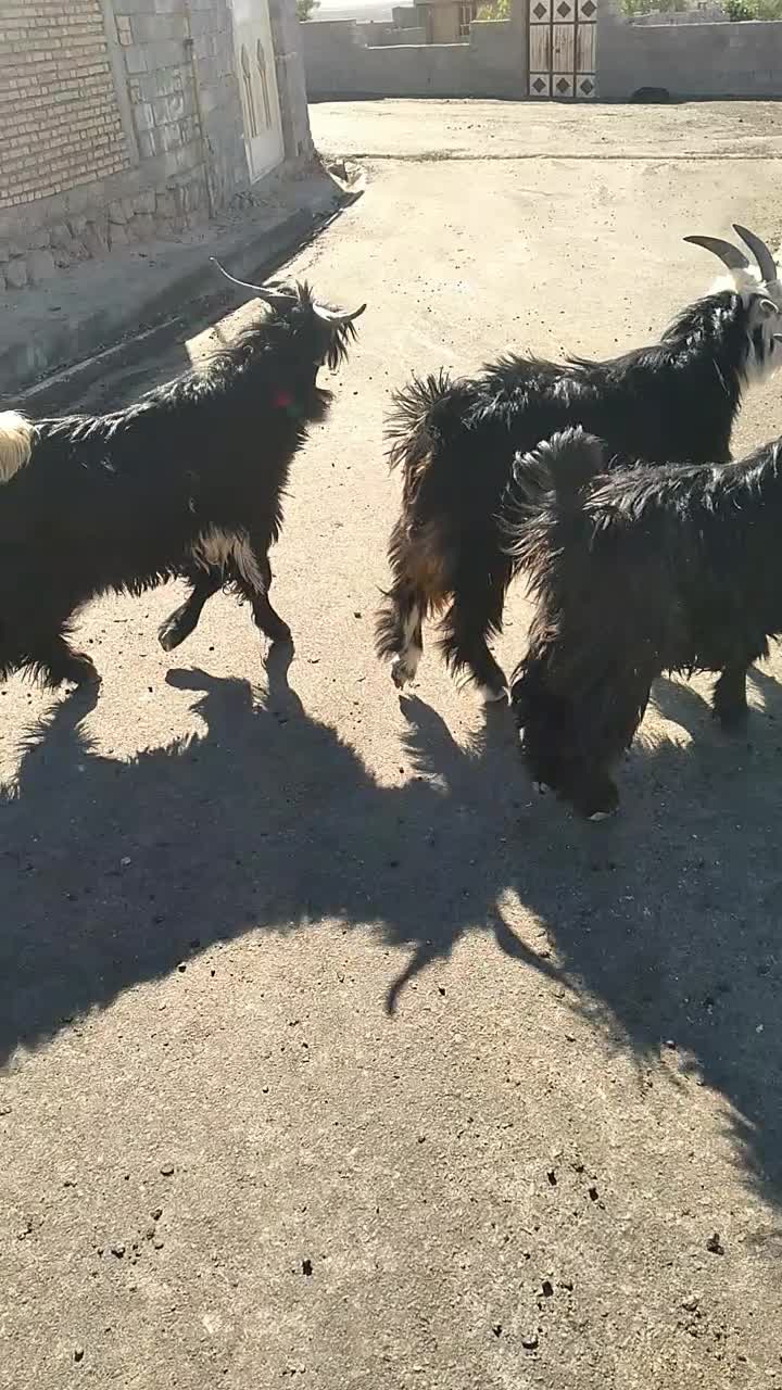 کهره داشتی|حیوانات مزرعه|ایذه, |دیوار