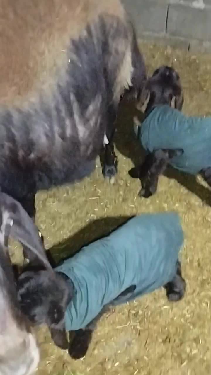 فروش یک راس میش سیمنتال پر شیر .دوقلو زا|حیوانات مزرعه|مینودشت, |دیوار