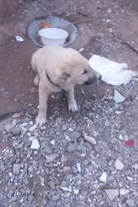 توله سگ|سگ|تایباد, |دیوار