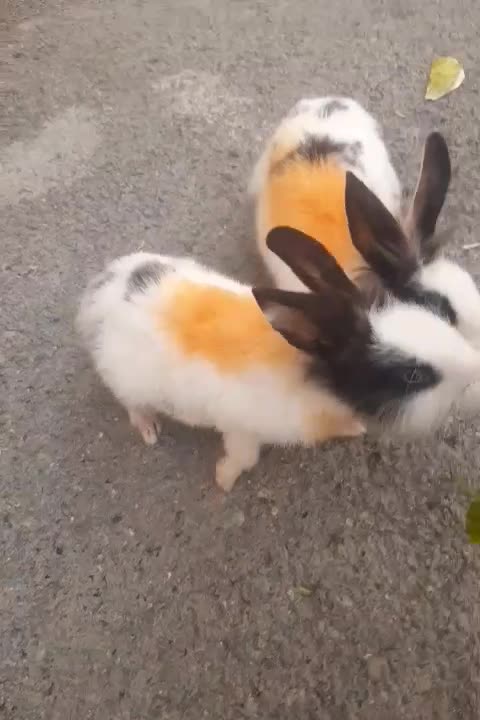 خرگوش لوپ نروماد|موش و خرگوش|کرمانشاه, |دیوار