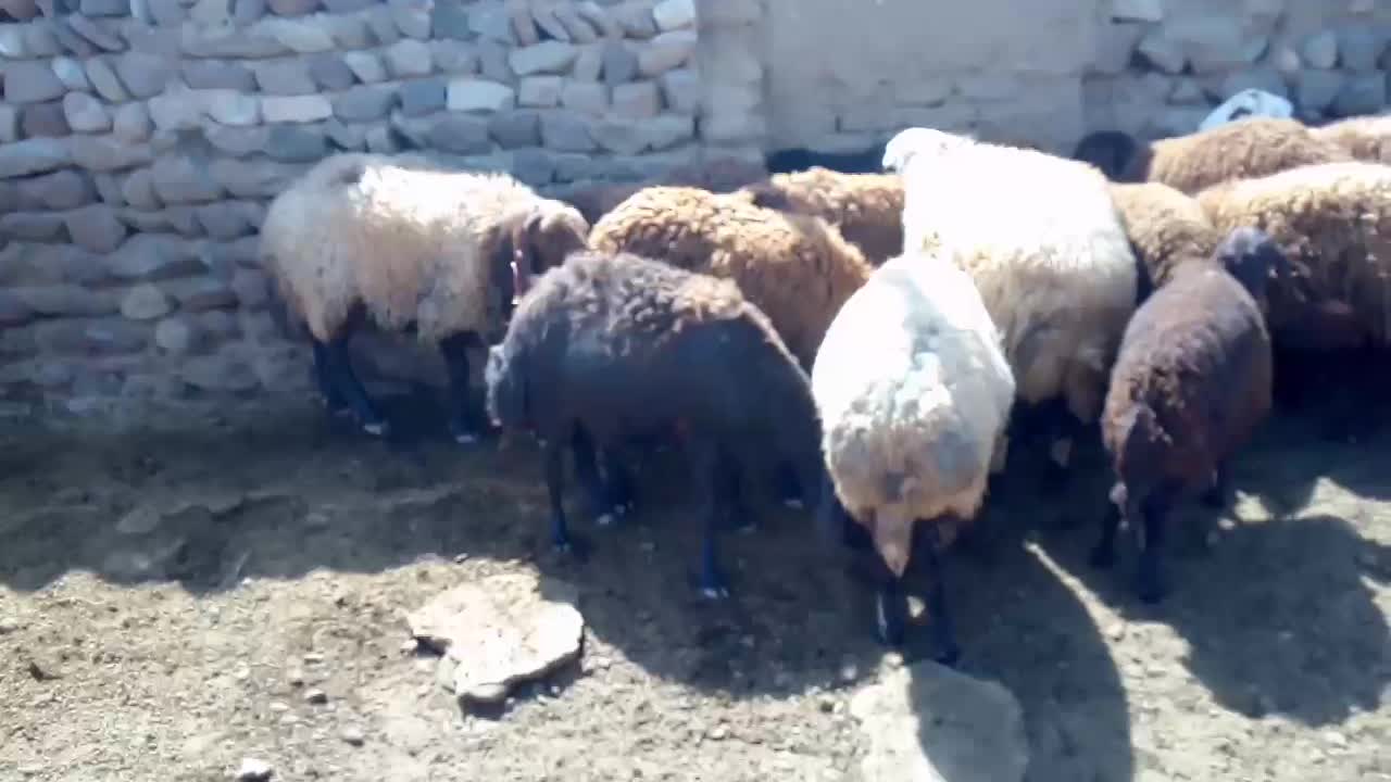 شیشک همو|حیوانات مزرعه|تربت‌حیدریه, پایانه مسافربری تربت حیدریه|دیوار