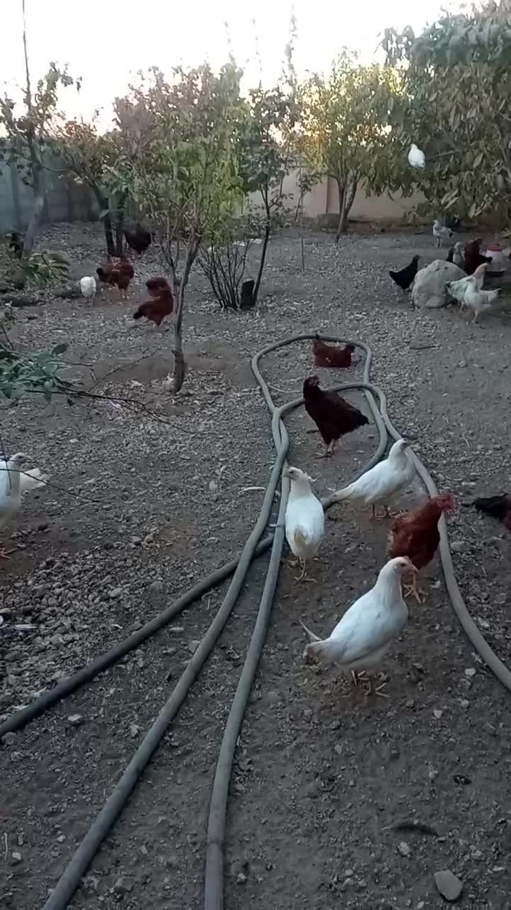 مرغ وخروس پنجاه وچهار قطعه|حیوانات مزرعه|هشتگرد, خور|دیوار