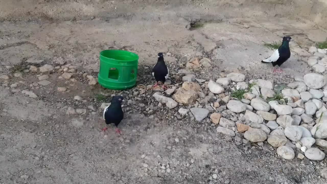 سرته|پرنده|چرداول, |دیوار
