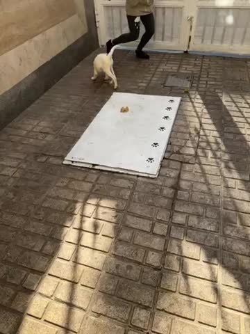 واگذاری سگ جک راسل|سگ|تهران, هروی|دیوار