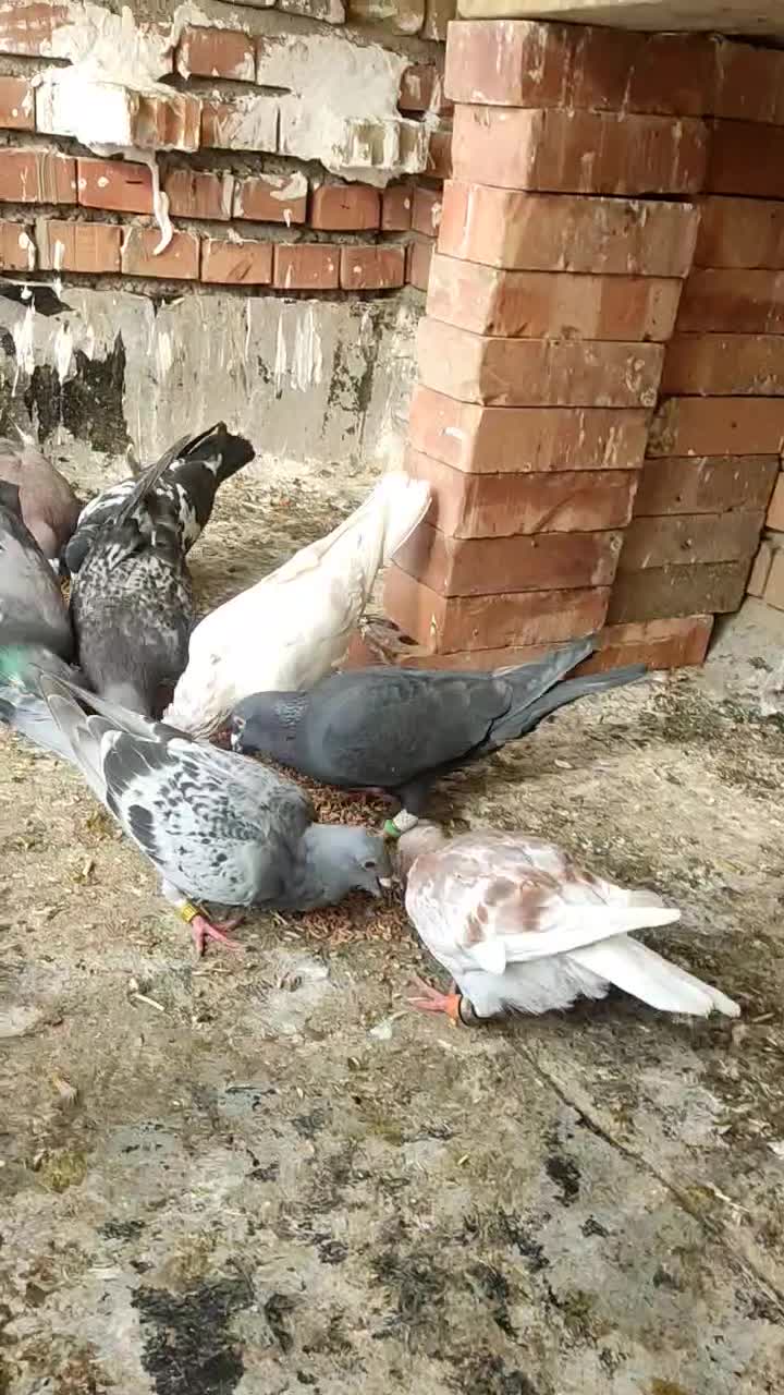 پرنده|پرنده|گنبد کاووس, |دیوار