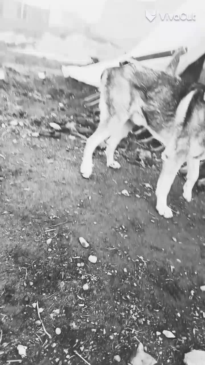 واگذاری سگ|سگ|نوشین شهر, |دیوار