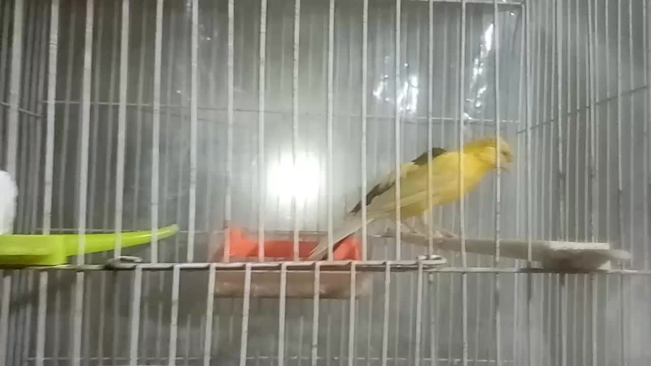 یک جفت قناری درشت کشیده، سوپری|پرنده|مشهد, قائم|دیوار