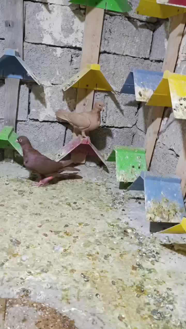 زرد سینه فر جوجه|پرنده|اهواز, شریعتی جنوبی|دیوار