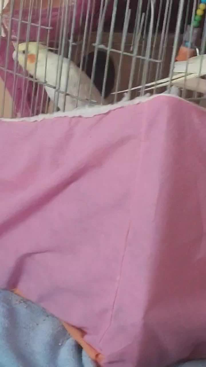 عروس هلندی بالغ|پرنده|نسیمشهر, |دیوار