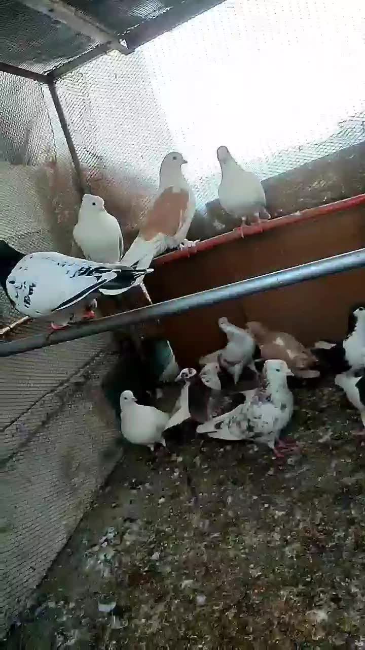 کبوتر|پرنده|مشهد, کلاته برفی|دیوار