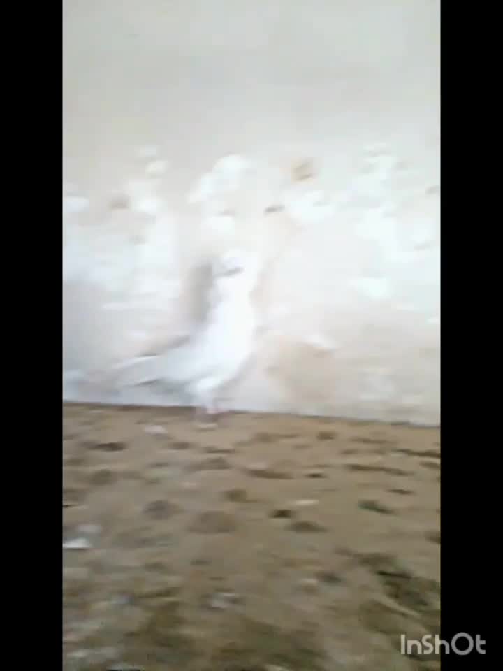 کفتر راعبی|پرنده|تربت جام, جامی|دیوار