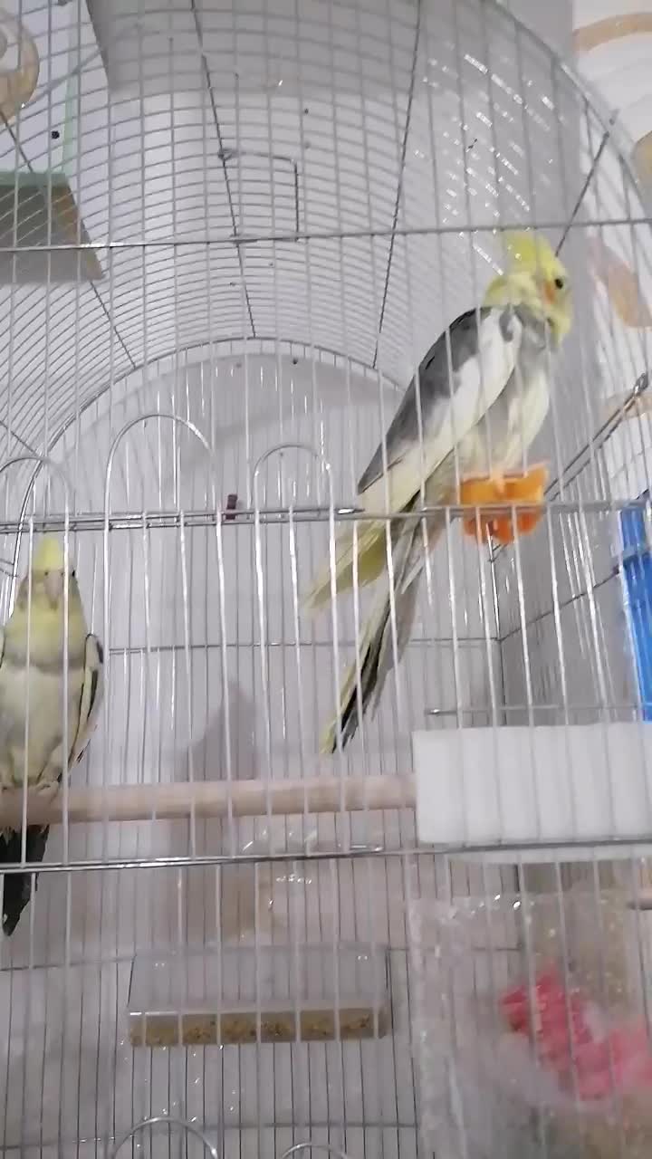 یک جفت عروس هلندی7ماهه|پرنده|یاسوج, |دیوار