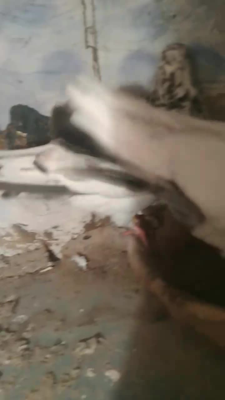 کبوتر کله دم|پرنده|ماهیدشت, |دیوار