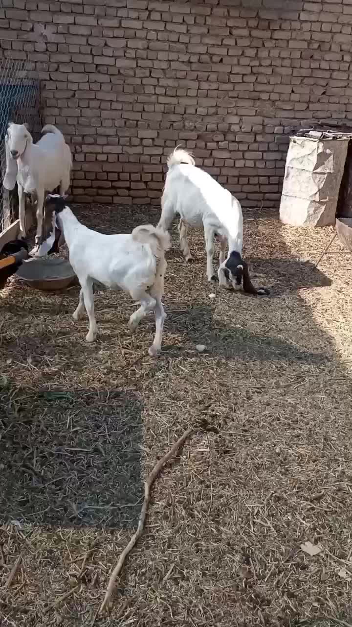 کولار و بز پاکستانی گوش بلند|حیوانات مزرعه|شهرآباد, |دیوار