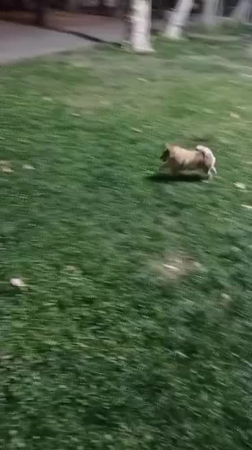 سگ پاپی ماده پامرانین|سگ|فلاورجان, |دیوار