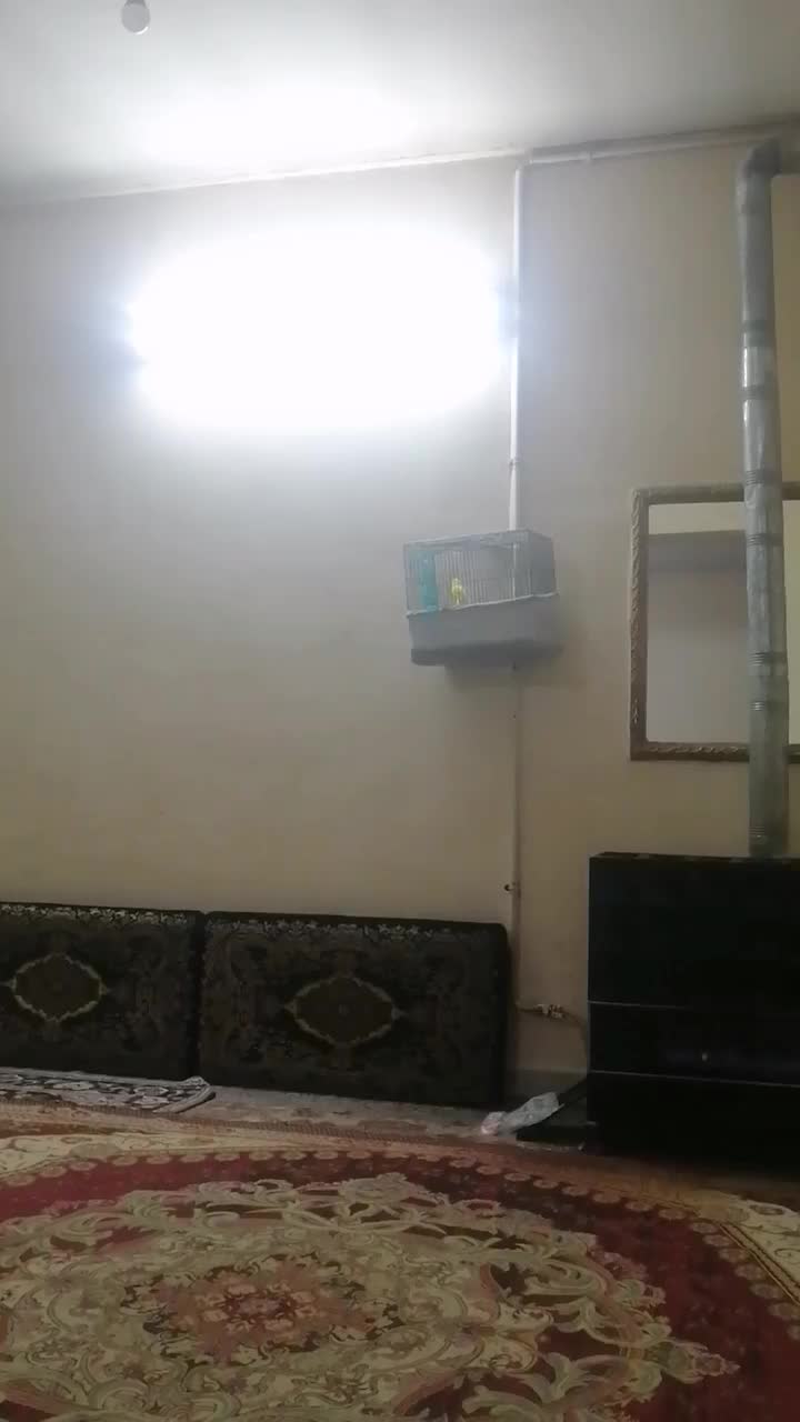 قناری نر سوپری|پرنده|فردیس, شهرک شهید حسینی|دیوار