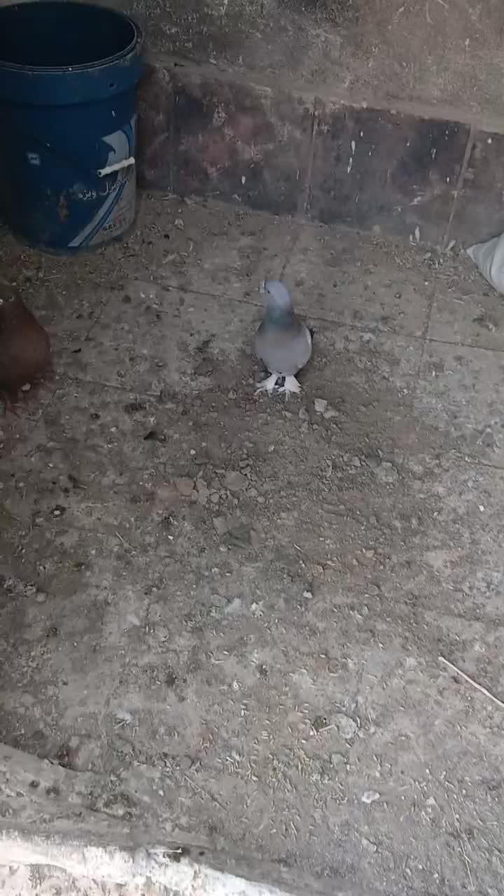 کبوتر ترکیه وغیره ۱۰عدد|پرنده|میاندوآب, |دیوار