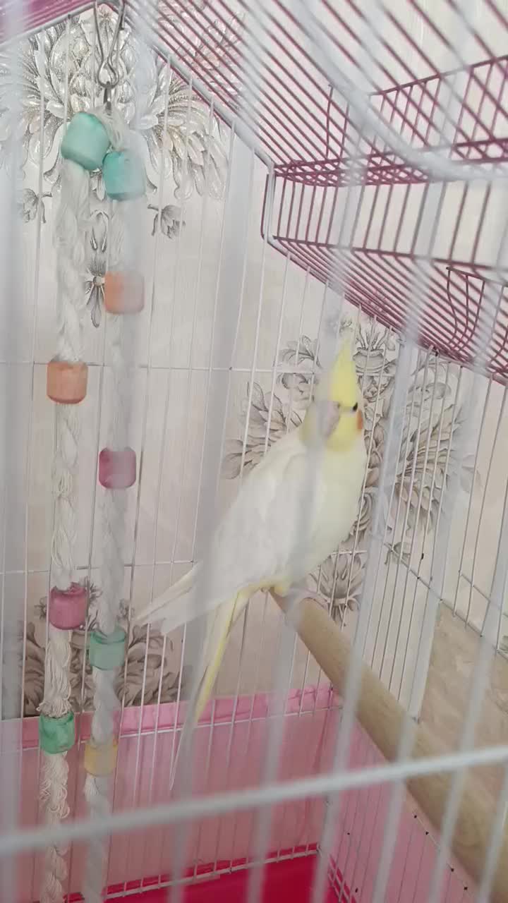 عروس هلندی|پرنده|مهاجران, |دیوار