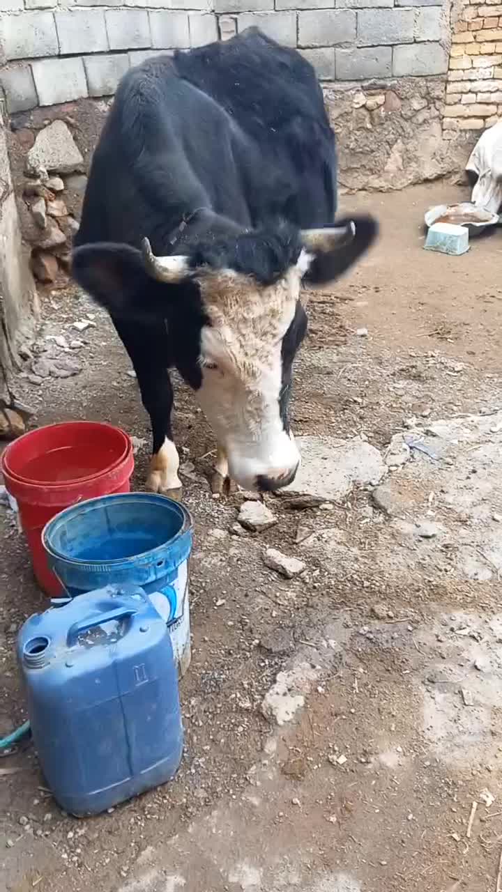 گاوشیری|حیوانات مزرعه|صوفیان, |دیوار