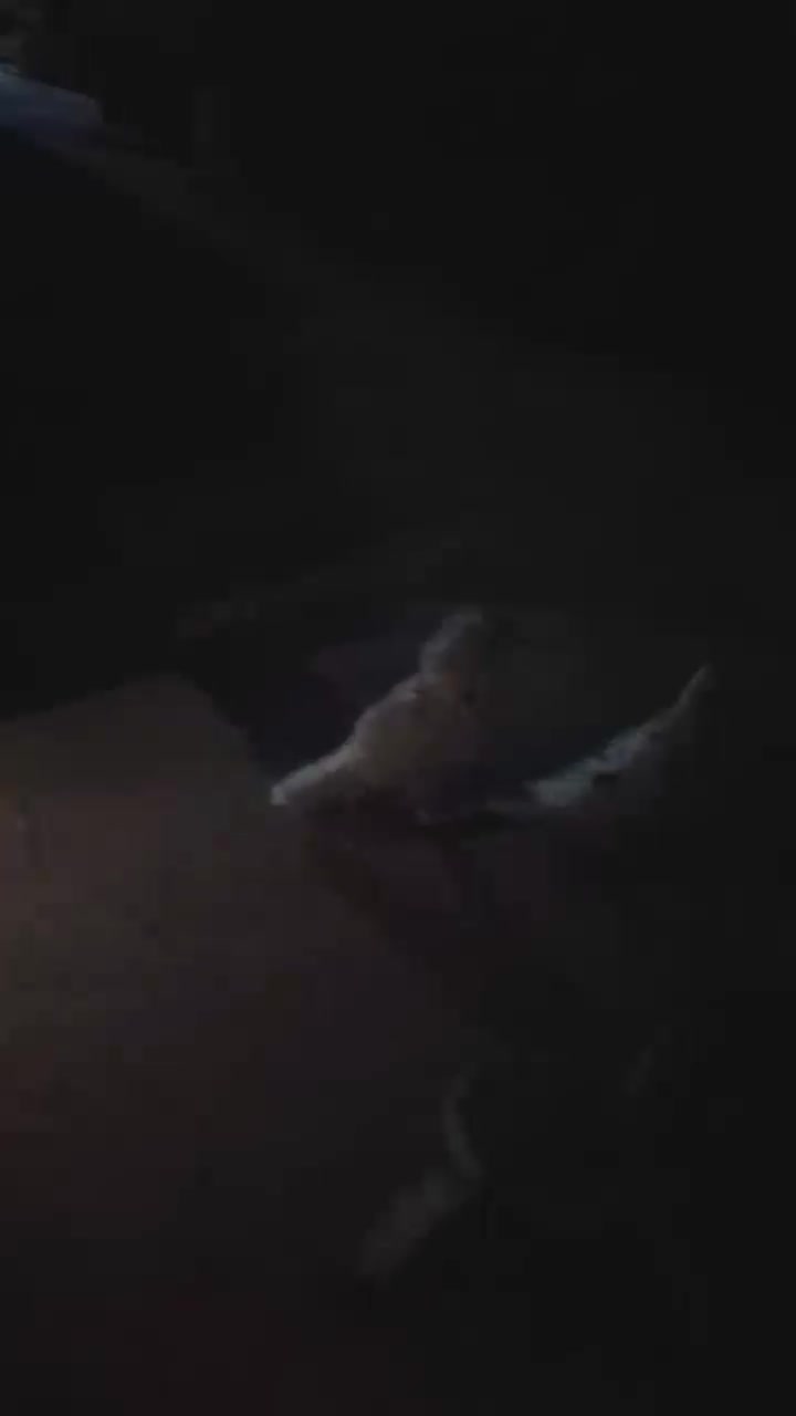 کبوتر|پرنده|پاکدشت, پاکدشت (مامازند)|دیوار