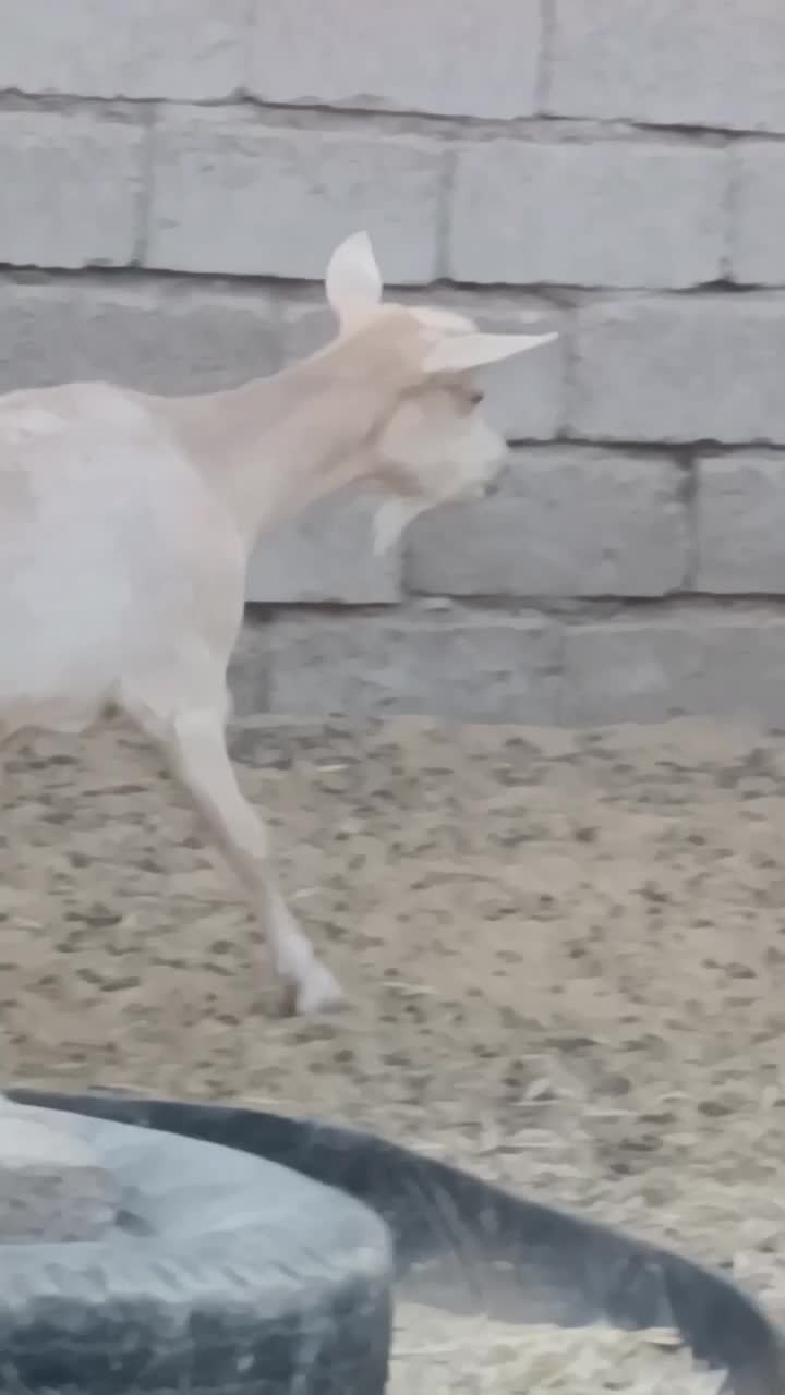 بز سانن اصل آبستن سه کیلو شیر|حیوانات مزرعه|کرمان, |دیوار