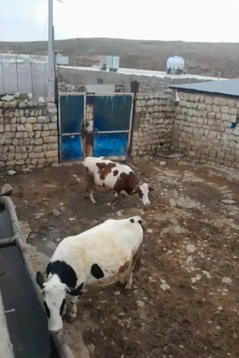 گاو|حیوانات مزرعه|چگنی, |دیوار