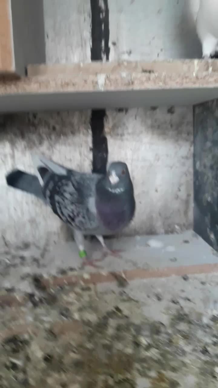 پلاکی مسافتی جان آردان|پرنده|اسدآباد, |دیوار