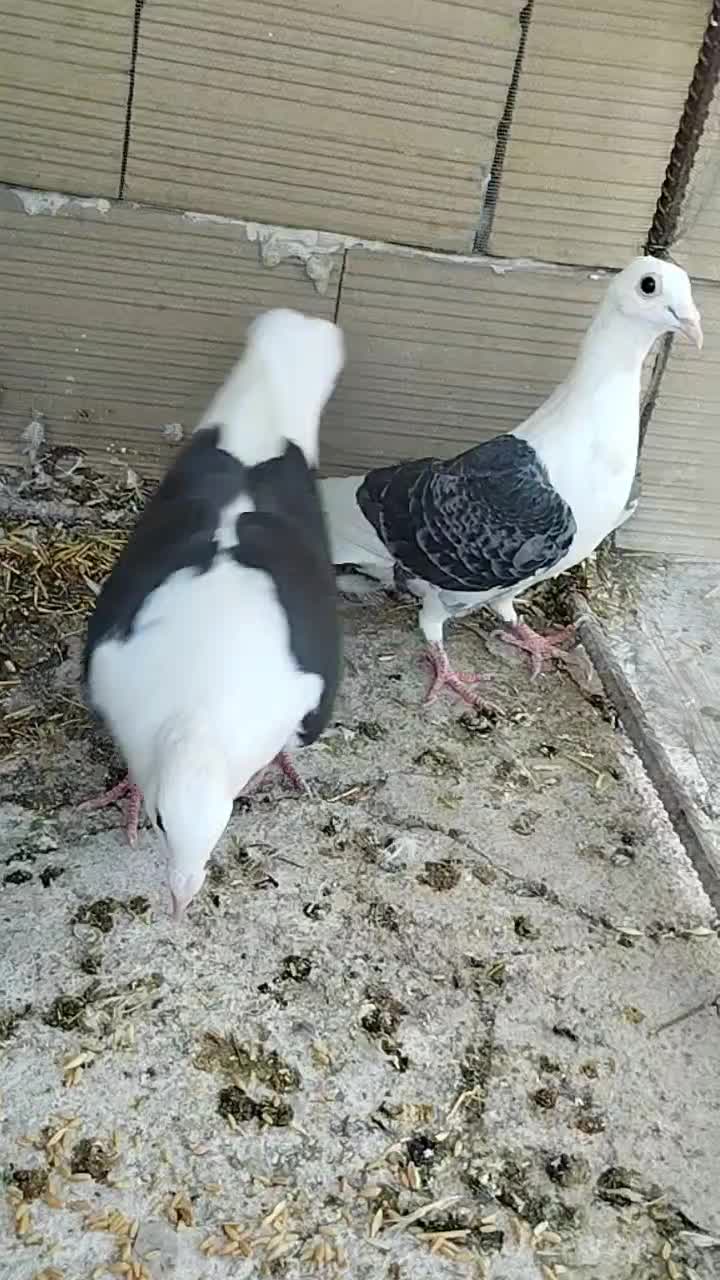 نر پشتدار آلمانی|پرنده|محمدیه-قزوین, |دیوار