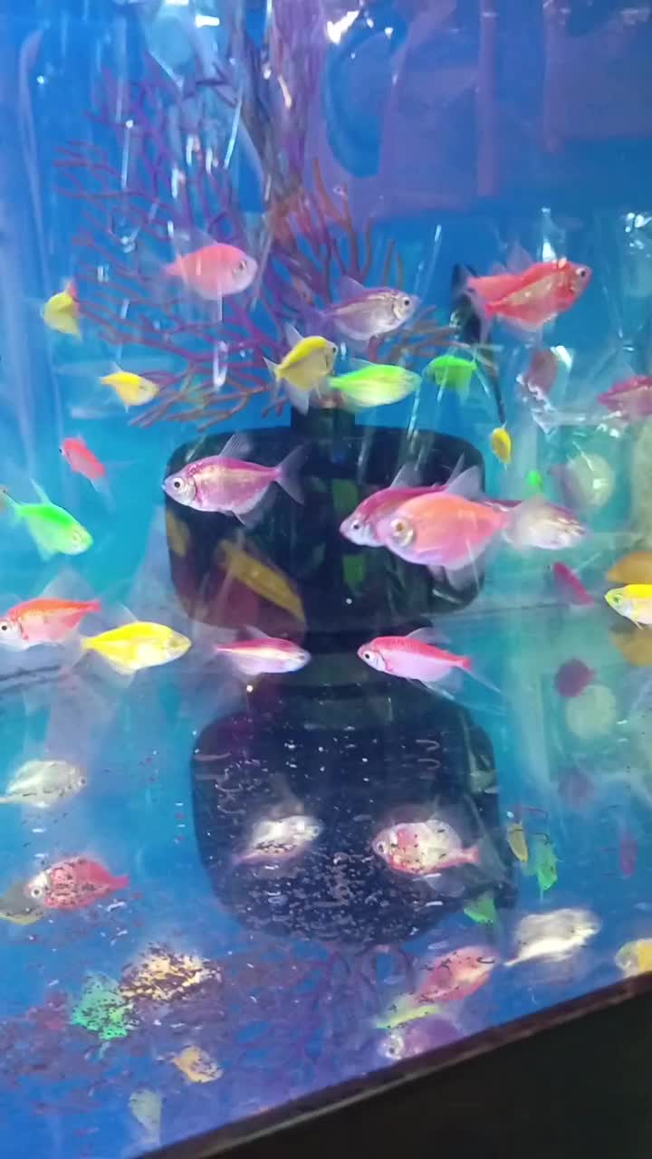 فروش ماهی های زینتی|ماهی|لار, |دیوار