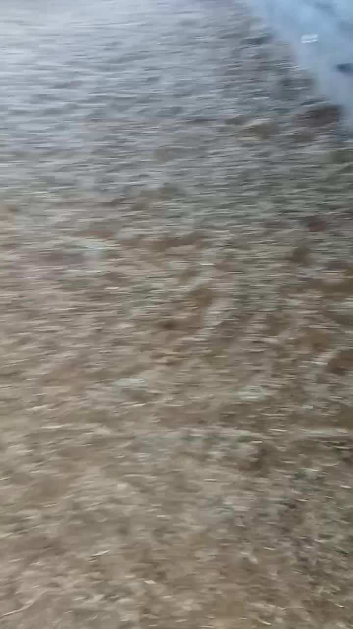 بره چاق مناسب قوچ و کشتار بیرجند|حیوانات مزرعه|بیرجند, |دیوار