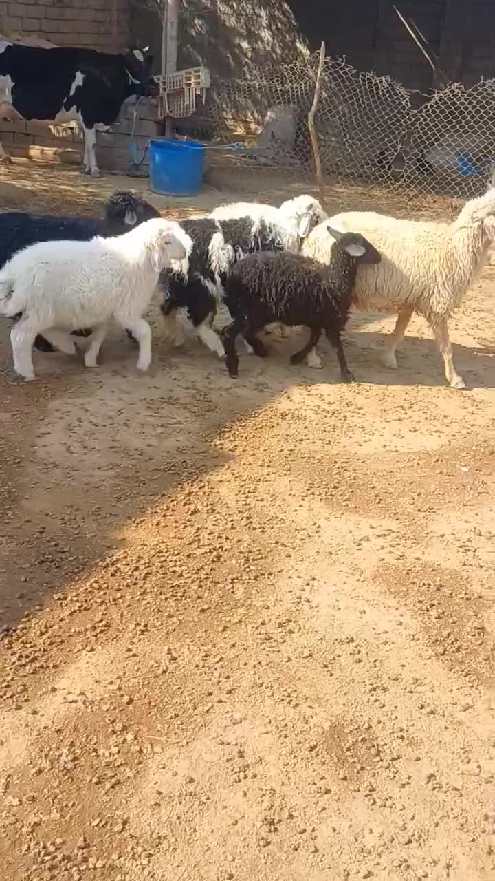 زرگان|حیوانات مزرعه|باوی, |دیوار