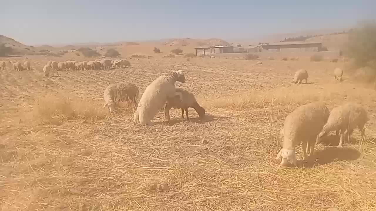 میش|حیوانات مزرعه|زرین آباد, |دیوار