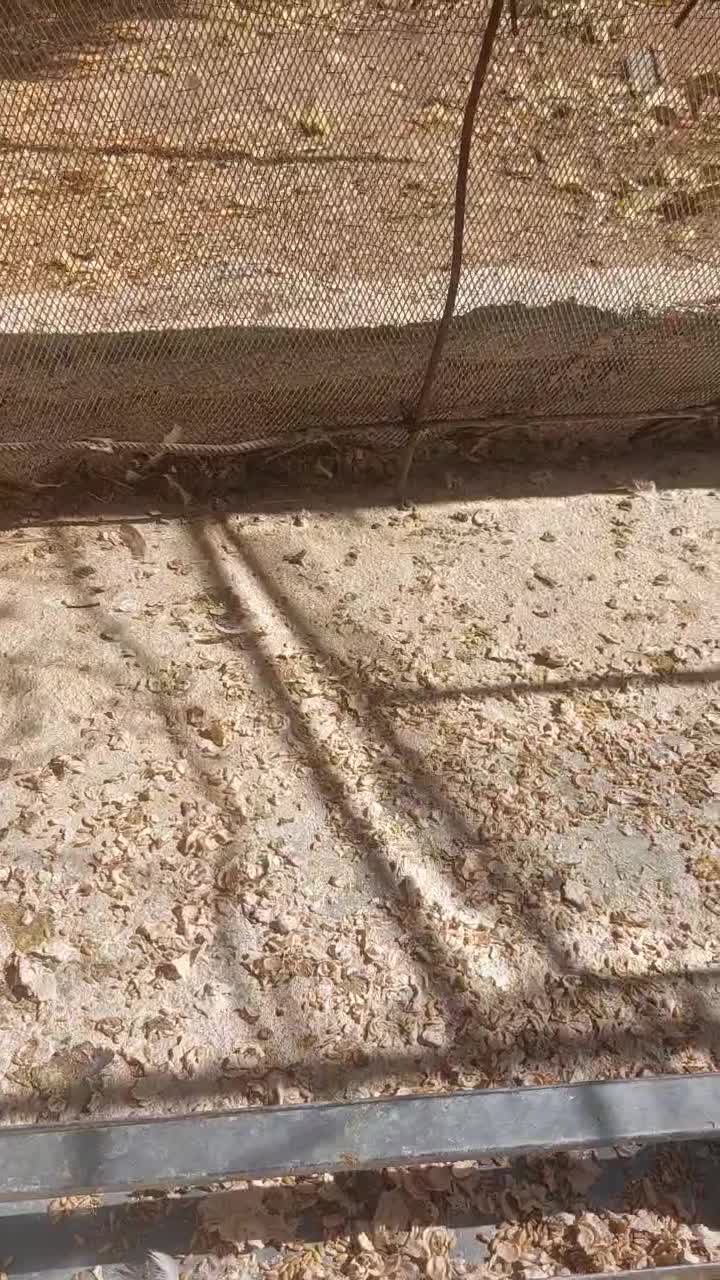 معاوضه کفتر|پرنده|سپیدان, |دیوار