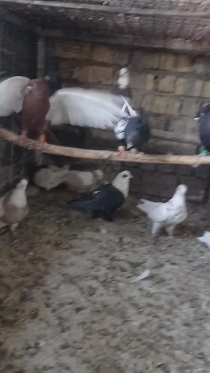 کفترطوق آجری سرکی طوقی شازده سینه سیاه سینه مخمل|پرنده|شیراز, جمال آباد|دیوار