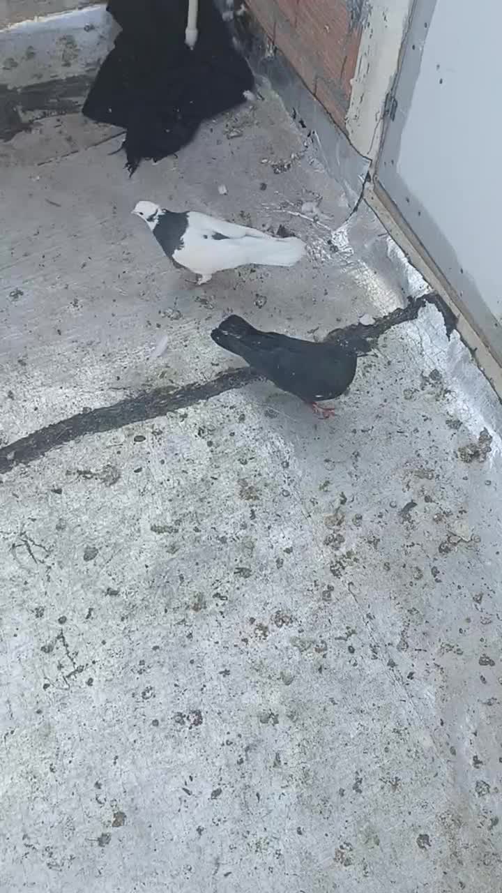 صید دیروز یه طوقی سیاه با یه سیاه جوجه سینه|پرنده|بجنورد, |دیوار