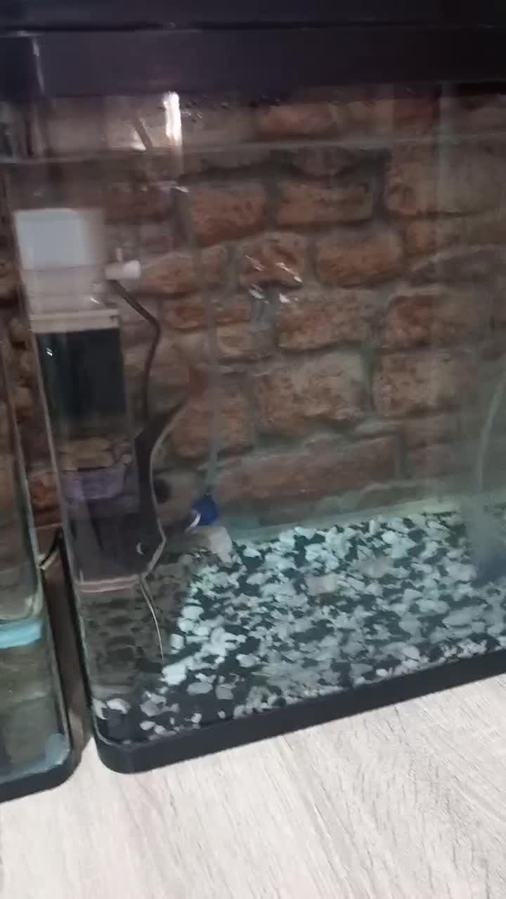 ماهی با اکواریوم ولوازم کامل|ماهی|تهران, شهرک امام خمینی|دیوار