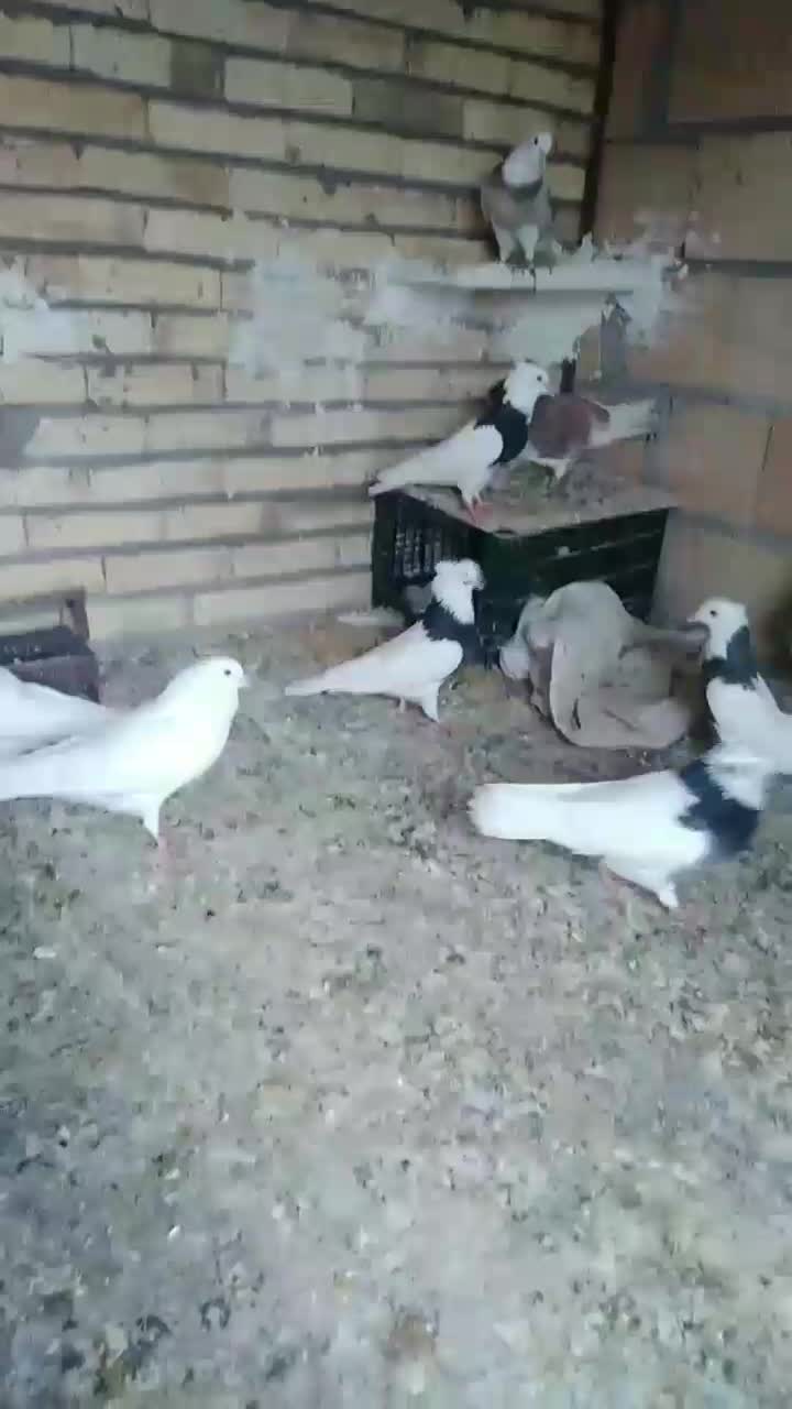 کبور طوقی|پرنده|ایوان, |دیوار