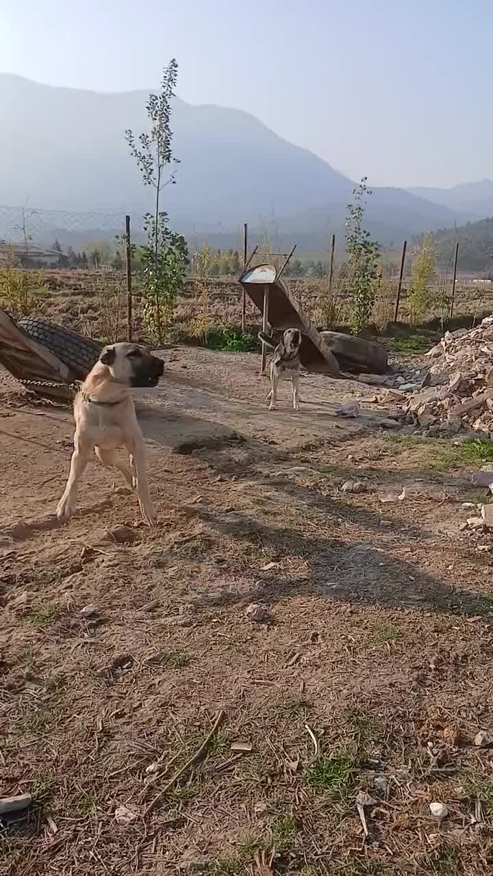 سگهای نگهبان سراب پژدر|سگ|علی‌آباد کتول, |دیوار