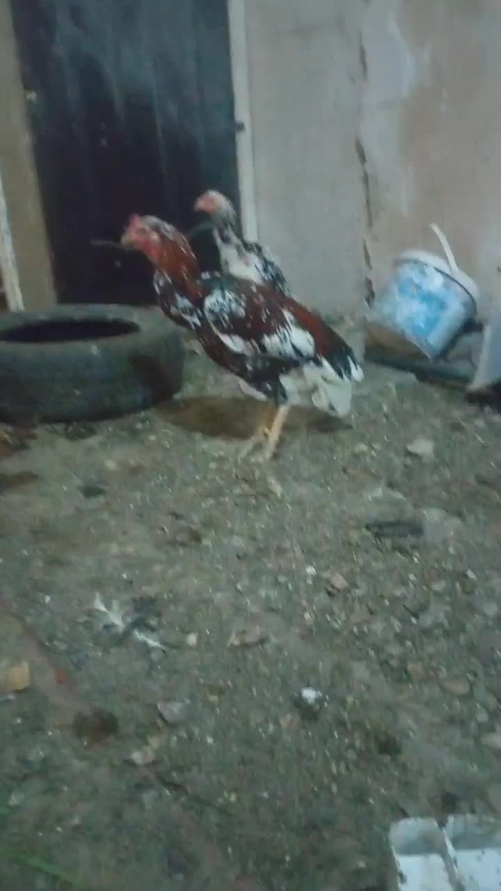 مرغ خروس لاری|حیوانات مزرعه|مشهد, شهرک امام سجاد|دیوار